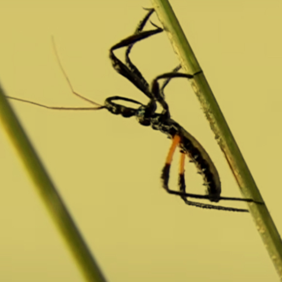 הפשפש הדביק