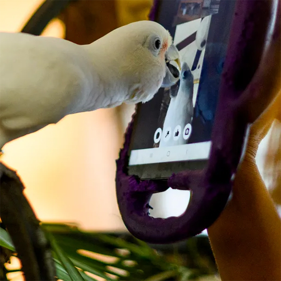 הלהקה הווירטואלית של התוכים