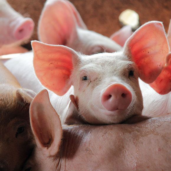 תאכל כמו חזיר