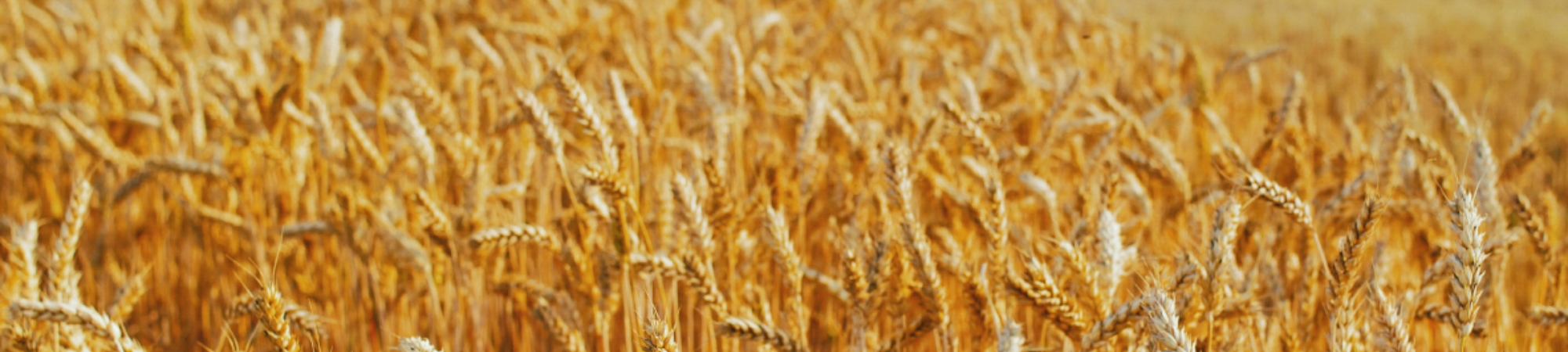 ים השיבולים שאנו אוכלים