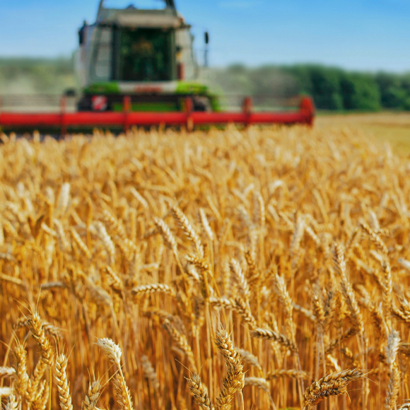 ים השיבולים שאנו אוכלים