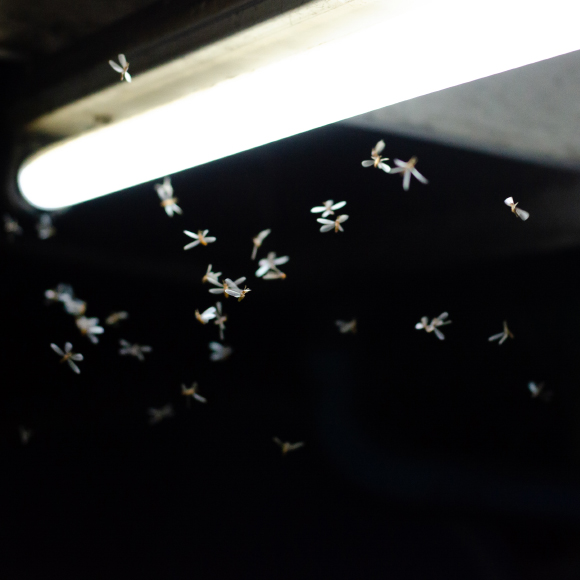 מסתחררים מהאור