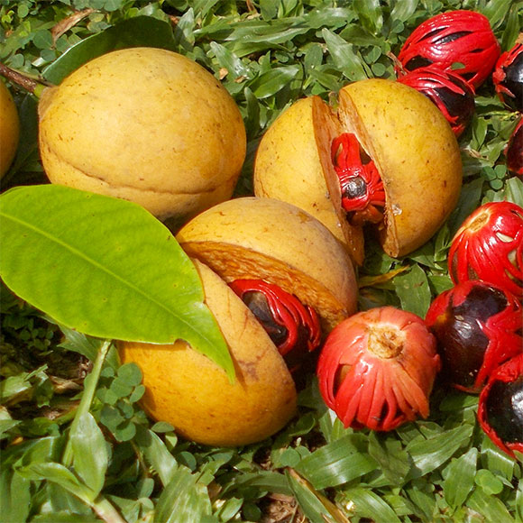 העדינות והרעל של אגוז המוסקט