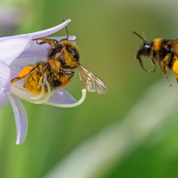 תרבות של דבורים