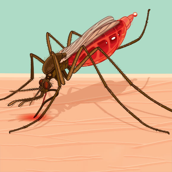 מסע הכיבוש המתחמם של יתושי המלריה