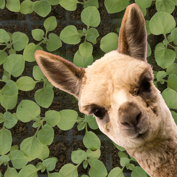 נוגדני אלפקה להגנת הצומח