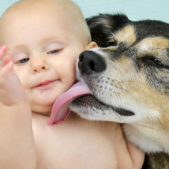 כלבים וחתולים נגד אלרגיה