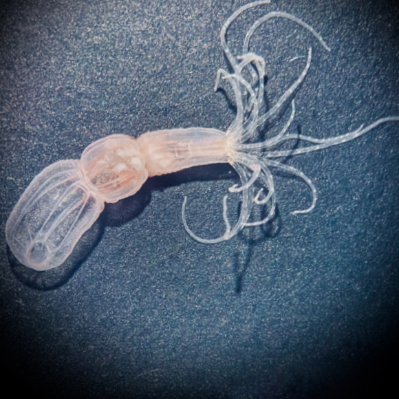 זיכרונות אסוציאטיביים בלי מוח