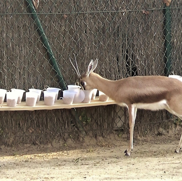 החדשנים שחיים בשוליים