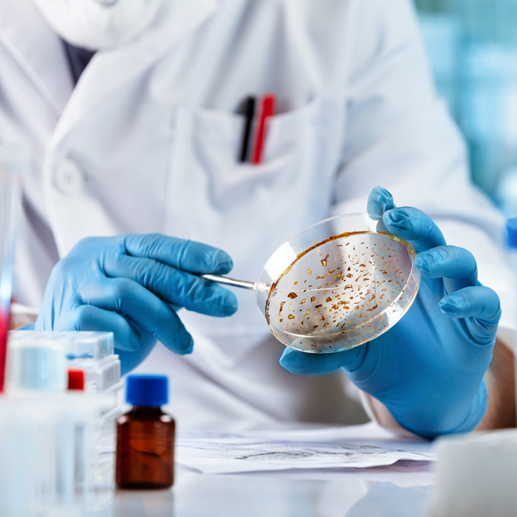 מתא יחיד ליצור מפותח – במסלול המהיר