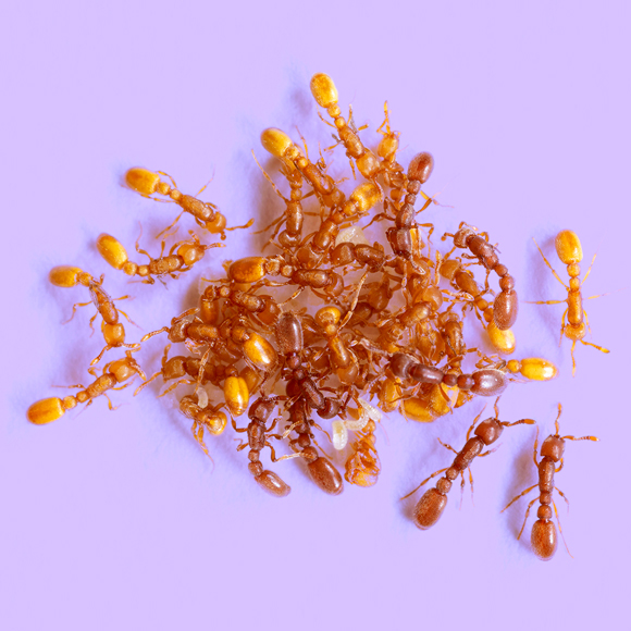 איך התפתחו הנמלים המתחזות?