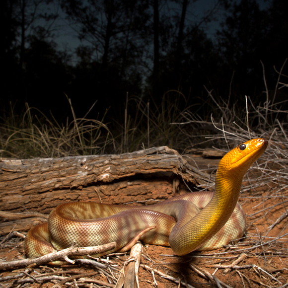 מה שומעים הנחשים?