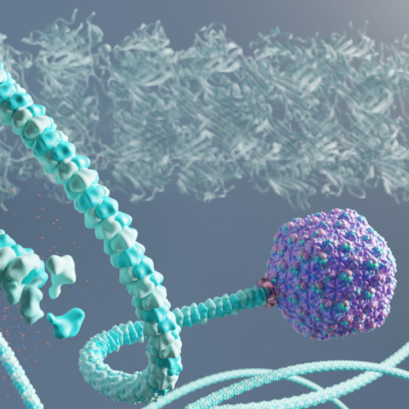 סוד ה”צמה” הארוכה של הנגיף רפונזל