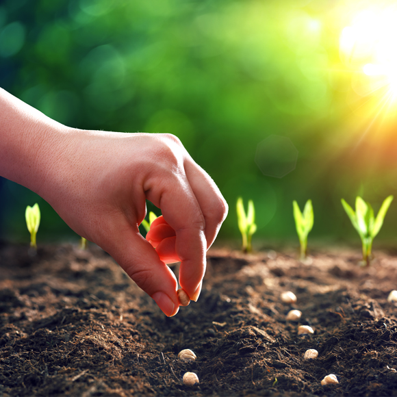 התהליך ההפכפך של ביות הצמחים