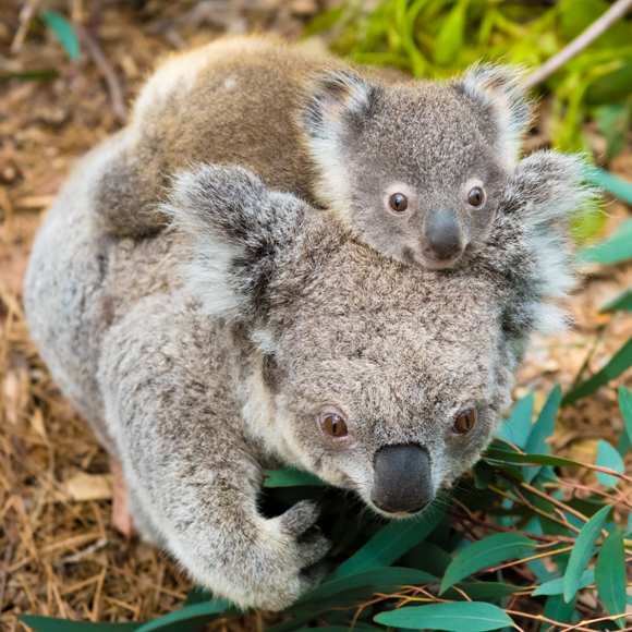 למי קראתם פרימיטיבים?