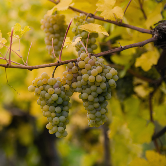 Wine Astringency with a Flavor of Climate Change