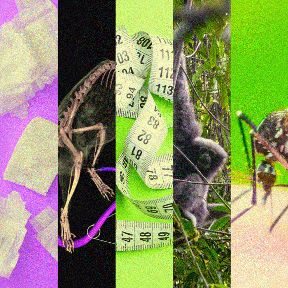 המחקרים החדשים ביותר: מהנשמדע 17/6/2023