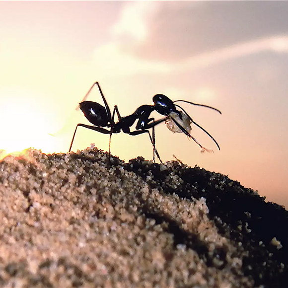 מגדלים פורחים במדבר