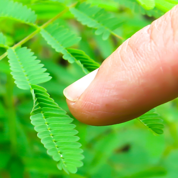 העלים שיודעים לנוע