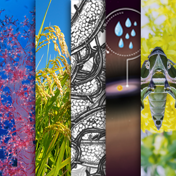 המחקרים החדשים ביותר: מהנשמדע 27/7/2023