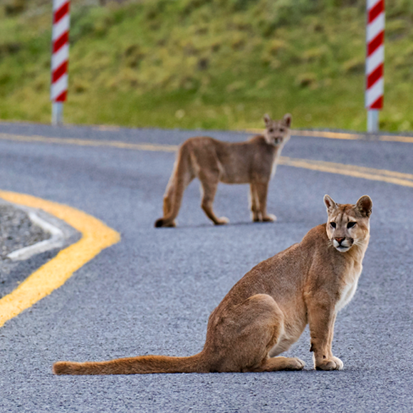 כשהאנשים מסתגרים – החיות יוצאות