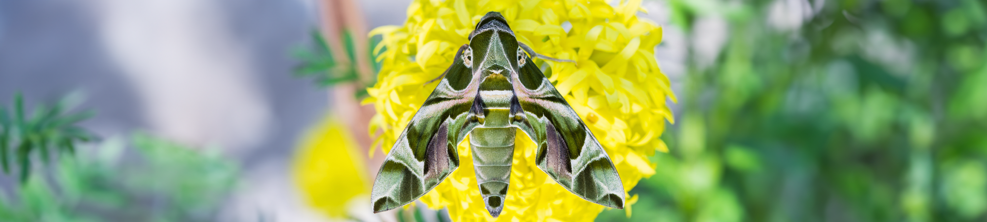 עשים רוחשים בלילה