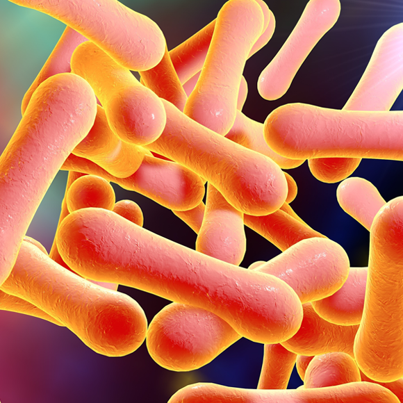 מחלות ללא גבולות: הקורונה מכה בחתולים