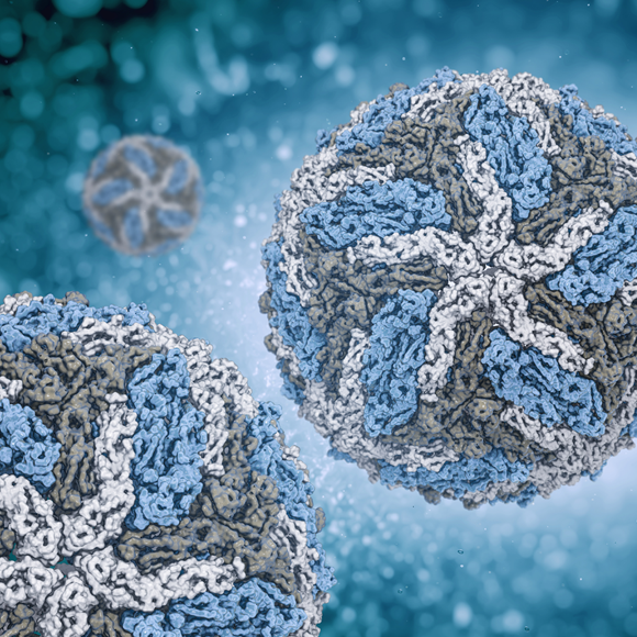 מחלות ללא גבולות: דנגי חורגת מהמקובל