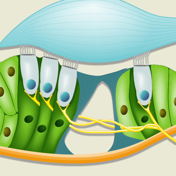 המסע של תאי הגזע העובריים