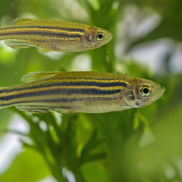 מי בכלל צריך קשרי לימפה