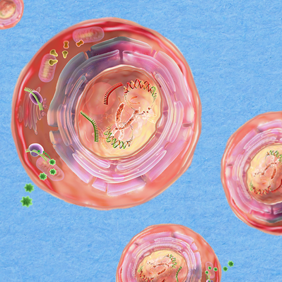 הנגיפים שמרכיבים אותנו