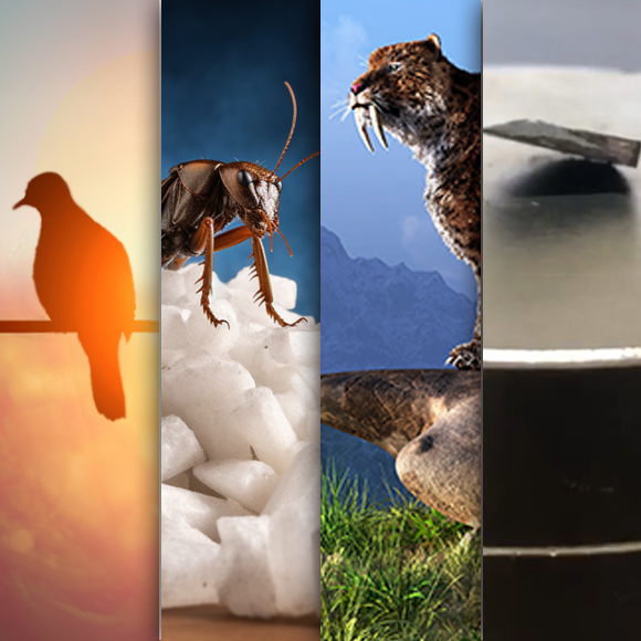 המחקרים החדשים ביותר: מהנשמדע 5/8/2023