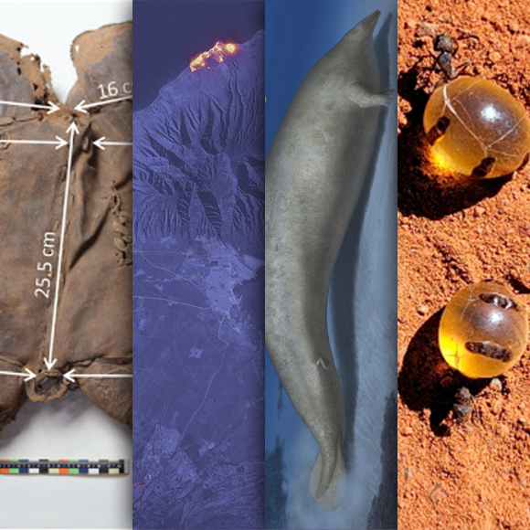 המחקרים החדשים ביותר: מהנשמדע 19/8/2023