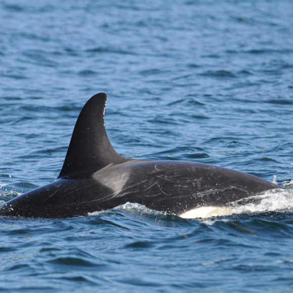 מתחבאים מאחורי הסנפיר של אימא