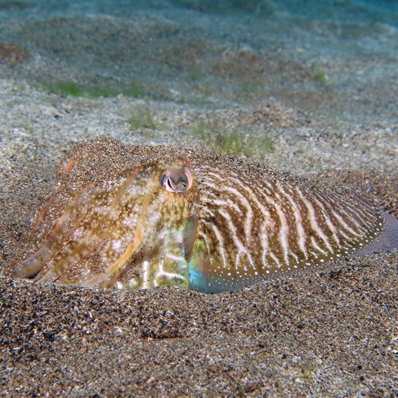 תחכום ההסוואה של הדיונון