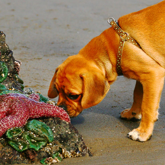 The Scent of the Sea