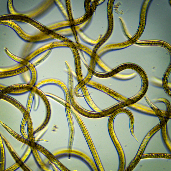 השינה הארוכה של הנמטודות