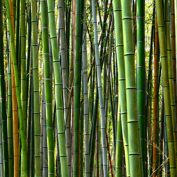 טכנולוגיית הסיבים של האדם הקדמון