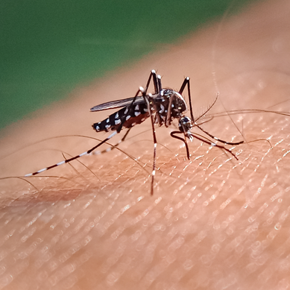 מחלות ללא גבולות – קדחת דנגי עוברת את הגבול