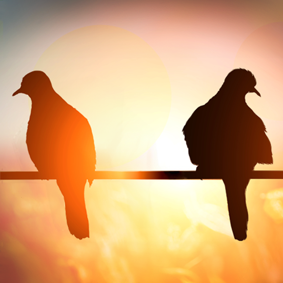 כשציפורים מפרקות את הקן