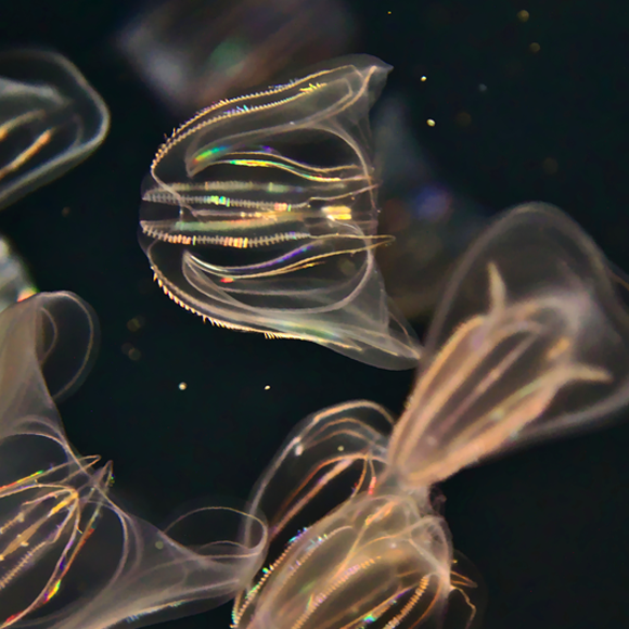 האחות הגדולה של כל שאר בעלי החיים