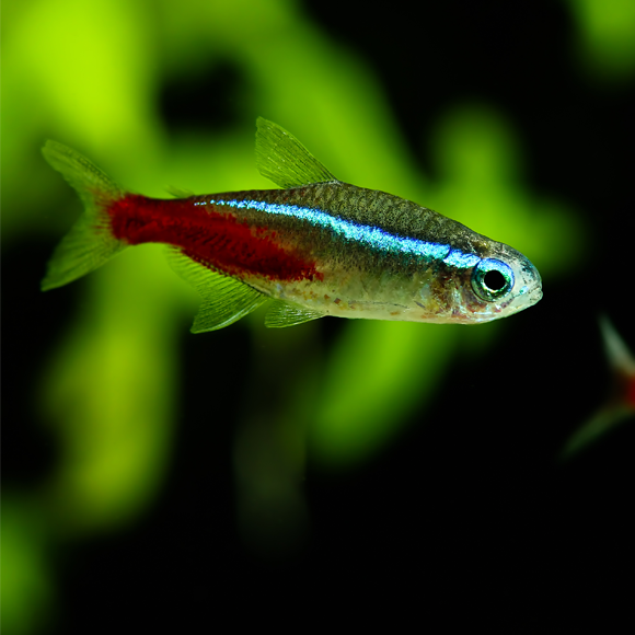 שוחים לפי הזרם