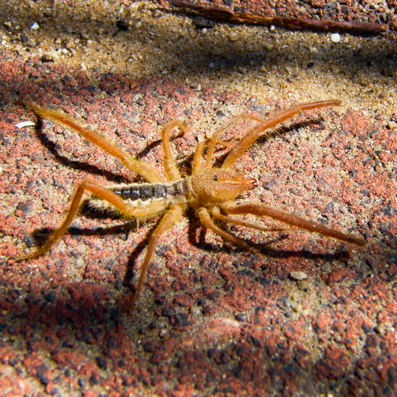 אילן היוחסין של העכשובים