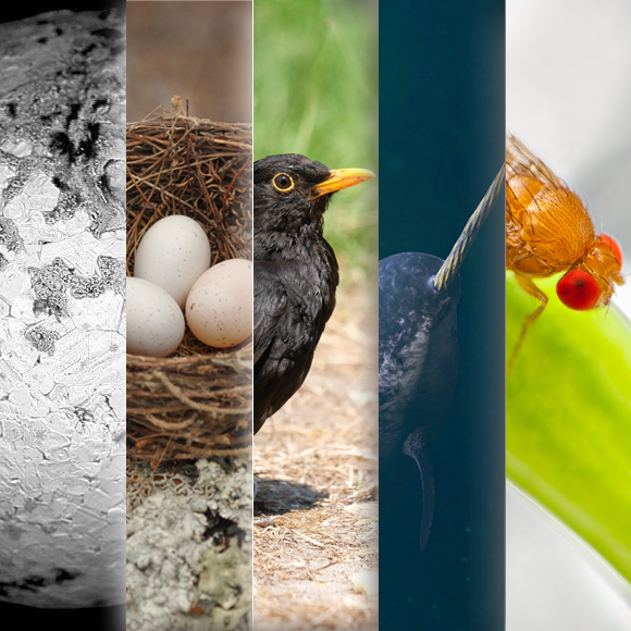 המחקרים החדשים ביותר: מהנשמדע 2/9/2023