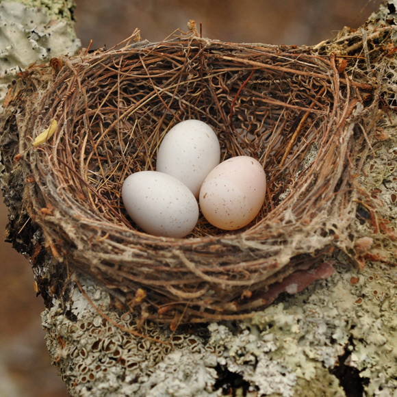 הביצה שהתחפשה