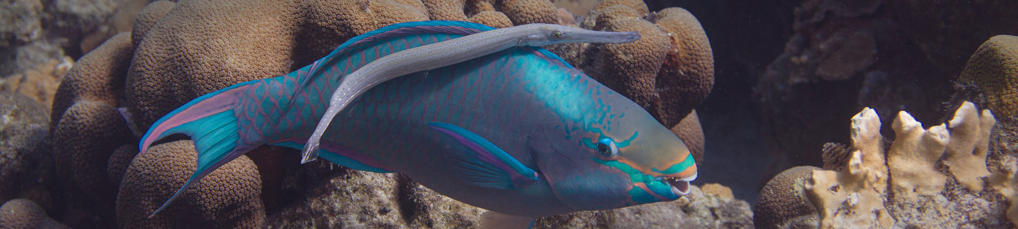 דג אחד, עוד אחד, דג טורף, דג נחמד