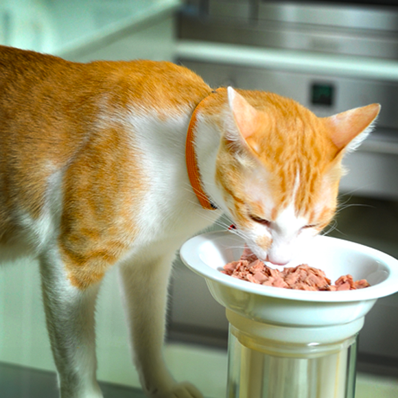 למה חתולים משתגעים על טונה? בגלל האוממי