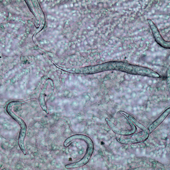 תולעים אכלו בוסר. והנכדים?