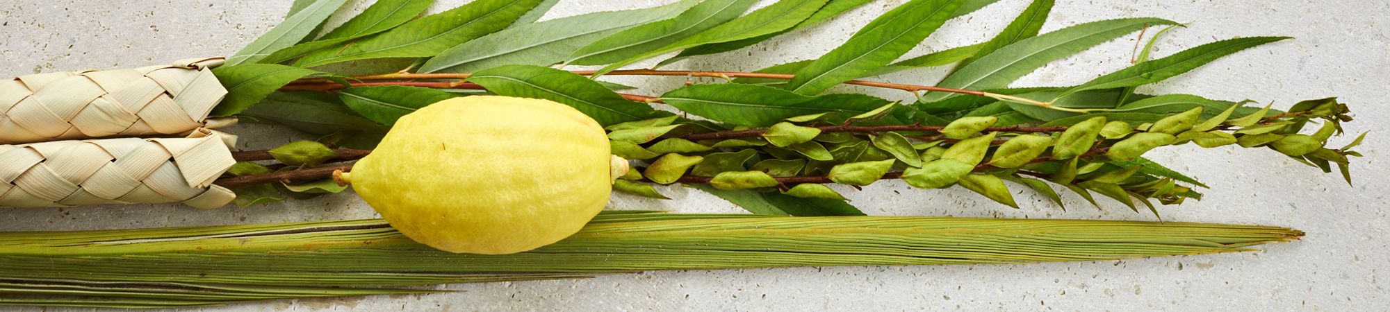 הטעם והריח של ארבעת המינים