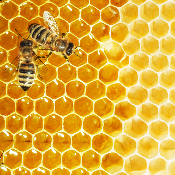 קיצור תולדות הדבורים